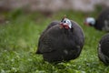 Helmeted Guinea fowl