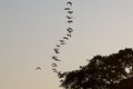 Bird in a row flying in a clear sky, Lake Maracaibo, Venezuela Royalty Free Stock Photo