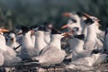 Bird-Royal tern