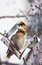 The bird is rustling on a branch of a frozen wild apple tree in