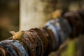 Bird on Rusty Horseshoes Royalty Free Stock Photo