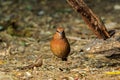 Bird,Rusty-naped Pitta