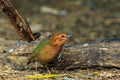 Bird,Rusty-naped Pitta