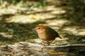 Bird,Rusty-naped Pitta