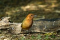 Bird,Rusty-naped Pitta