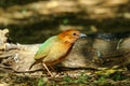 Bird,Rusty-naped Pitta