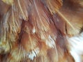 Bird`s brown feather pattern background. Royalty Free Stock Photo