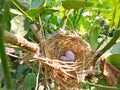 Bird`s egg in the little nest. Royalty Free Stock Photo