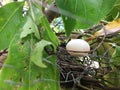 Bird`s egg in the nest Royalty Free Stock Photo