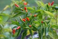 Bird`s eye chilies growing on the plant Royalty Free Stock Photo