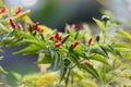 Bird`s eye chilies growing on the plant Royalty Free Stock Photo