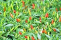Bird `s Eye Chilli,Thai pepper Royalty Free Stock Photo