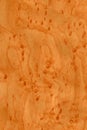 Bird`s Eye Maple Wood background for any purpose Royalty Free Stock Photo