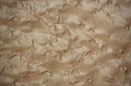 Bird's eye maple wood surface Royalty Free Stock Photo