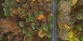 bird\'s-eye view autumn forest, colorful leaves, near the road aerial panorama made by drone