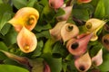 Bird's Eye View - Calla Lilies Royalty Free Stock Photo