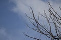 A bird`s-eye view of the city branches in spring Royalty Free Stock Photo