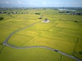 A bird`s eye view of a curvy country road winding through golden rice fields in Yilan Ilan Royalty Free Stock Photo