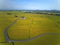 Bird`s eye view of a curvy country road winding through golden rice fields in Yilan Ilan Royalty Free Stock Photo