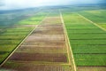 Bird`s-eye view of the fields with water channels, taken from the plane, suburb of Georgetown