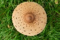 Bird`s-eye view of a fully grown parasol mushroom in a meadow.