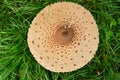 Bird`s-eye view of a parasol mushroom in a meadow.