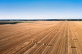 Bird's-Eye View: Hay Bales Dotted Across the Field