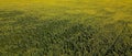 From a bird\'s-eye view, the landscape transforms into a sea of sunflowers in a farm field on a sizzling summer day Royalty Free Stock Photo