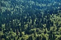 Bird`s eye view of the mixed coniferous forest