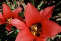 Red Tulips in Bloom