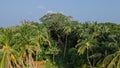 Bird\'s eye view of the tropical forest landscape with ancient tree and palm trees at the Landhoo island at Noonu atoll Royalty Free Stock Photo