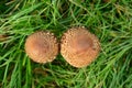 Bird`s-eye view of two parasol mushrooms in a meadow.