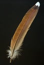 Bird's feather of Copper Pheasant Royalty Free Stock Photo
