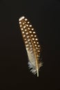 Bird's feather of Double-barred finch Royalty Free Stock Photo