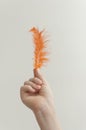 Child`s hand holding orange feather over white background Royalty Free Stock Photo