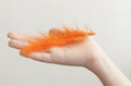 Child`s hand holding orange feather over white background Royalty Free Stock Photo