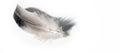 A bird`s feather  pen, feather, nib, plume, blade, style Royalty Free Stock Photo