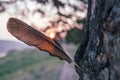 A bird`s feather is stuck into the trunk of a tree. symbolism of lightness of being and flight of thought Royalty Free Stock Photo