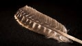 Bird`s feather with water drops on a black background Royalty Free Stock Photo