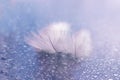 The bird`s feathers with water droplets on the delicate blurred background, closeup, selective focus, Royalty Free Stock Photo