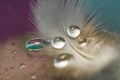 The bird`s feathers with water droplets on the delicate blurred background, closeup, selective focus, Royalty Free Stock Photo