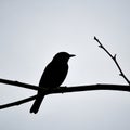 The bird s features are indistinguishable emphasizing its outline Royalty Free Stock Photo
