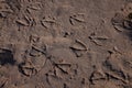 Gull`s feet paws prints in brown sand. Royalty Free Stock Photo