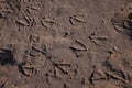 Gull`s feet paws prints in brown sand.