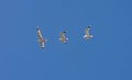 Bird's flight captured in three shots - albatross Royalty Free Stock Photo