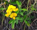 Bird's Foot Trefoil