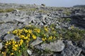 Bird's-foot Trefoil