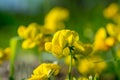 Bird`s-foot trefoil flower