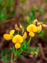 Bird`s-foot trefoilLotus corniculatus - Close-up view of flowers Royalty Free Stock Photo