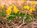 Bird`s-foot trefoilLotus corniculatus - on a dry meadow Royalty Free Stock Photo